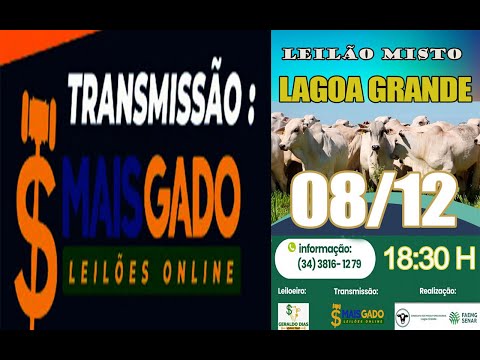 🐂🐄🐃 LEILÃO MISTO DE BOVINOS - LAGOA GRANDE/MG - MAIS GADO LEILÕES 🐂🐄🐃