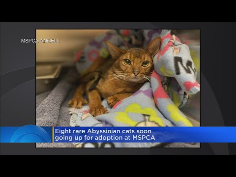 Rare Abyssinian cats going up for adoption with MSPCA; "They'll be wonderful pets"