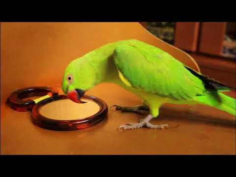 Non Stop Talking Parrot  | Parrot speaking Mian Mithu | Mithu Baitay