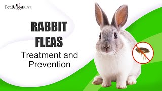 Rabbit Fleas: How To Get Rid of Rabbit Fleas and Prevent Them From Ever Happening Again!