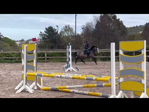 4yo Connemara - Image 2