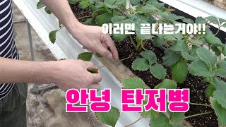 탄저병을 이겨내는 딸기 재배 기술