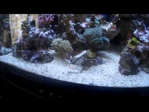 Randalls Goby & Pistol Shrimp Pair - MK2