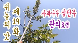사과나무 상단부 관리