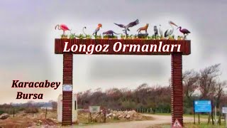 preview picture of video 'Longoz Ormanları Doğa yürüyüşü / Karacabey Bursa'