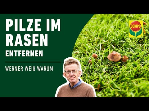 Pilze im Rasen bekämpfen | COMPO