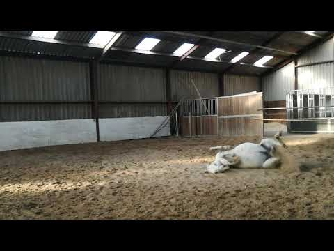 Arabische Volbloed Paarden (2020 / 2)