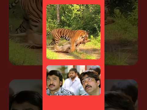 ఇది వేటాడిన ఆహారాన్ని ఎప్పుడు తింటుంది 😱🤯 | STK FACTS