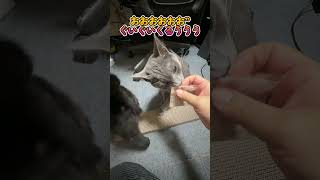 カワイイネコヂャンはじめての…またたび！！！　 #保護猫　 #元気になる動画 #ねこ #元気お届け #cat #猫のいる暮らし #子ネコ #猫好きさんと繋がりたい #ネコ #好きな子猫
