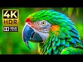 Amazing 4K HDR Animal Video Exceptional Dolby Vision HDR 4K 60FPS Cinematic Sound