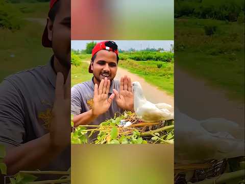 No One Believed This Bird Was a Hero 🕊️🔥 #emotionalstory #hearttouching @Pillupedia