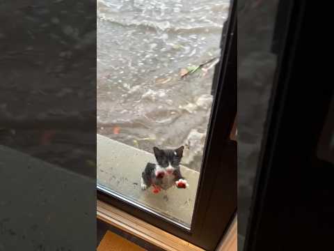 Phillies land All-Star closer Jhoan Duran ahead of MLB trade deadline😥💔