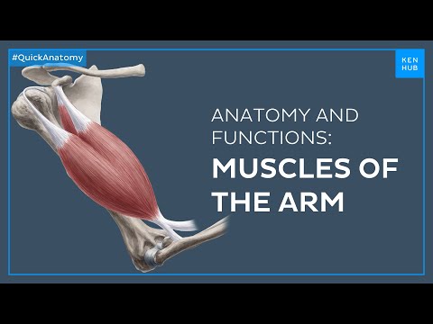 Arm muscles: Anatomy and functions in less than 3 minutes - Quick Anatomy | Kenhub
