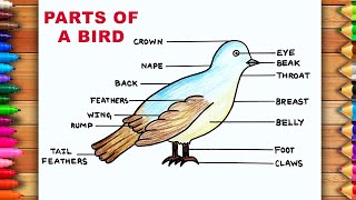 How To Draw And Label A Bird | Body Parts of a Bird Drawing | Bird Labelled Diagram Easy | Bird