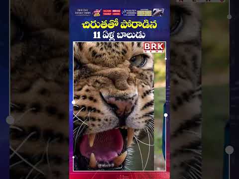 చిరుతతో పోరాడిన 11 ఏళ్ల బాలుడు😱😲| Maharastra | BRK NEWS