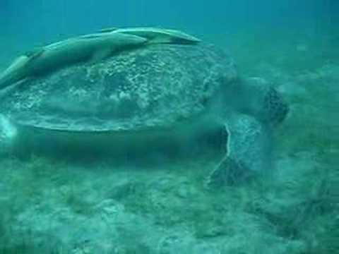 big turtle