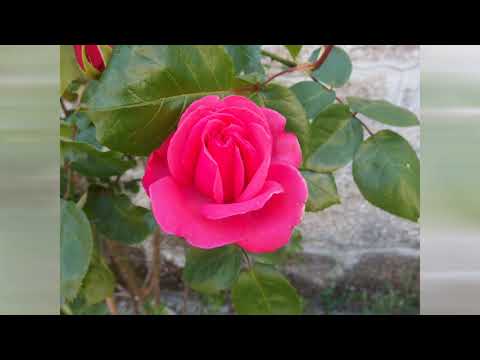 Primavera: rosas em Casal de Cinza