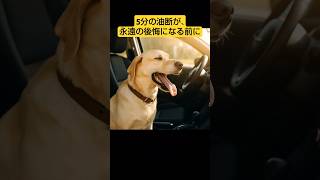 犬を車に残さないで…春でも熱中症に⚠️ #shorts #犬の雑学 #犬 #犬との暮らし #雑学 #熱中症