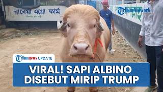 Viral Sapi Kurban Dinilai Punya Wajah Mirip Donald Trump, Warga Bangladesh Rela Antre untuk Melihat