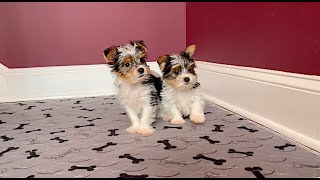 Video preview image #1 Yorkshire Terrier Puppy For Sale in MARIETTA, GA, USA