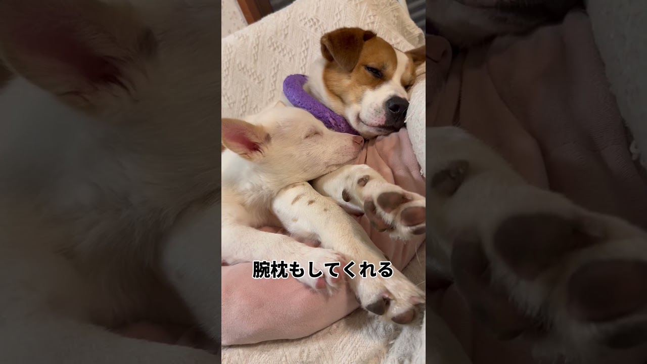 尊すぎる元野犬　#犬  #保護犬 #里親募集中 #野犬 #元野犬