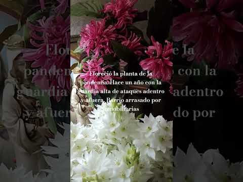 Floreció la planta de la pandemia.Hace un año con la guardia alta. Barrio arrasado por inmobiliarias