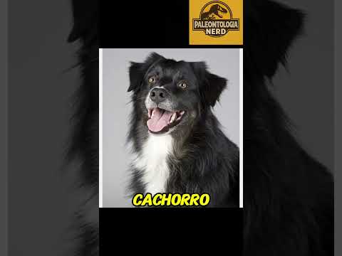 Formação Santa Maria #riograndedosul #mamíferos