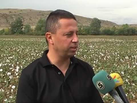 PAMUK EAM STIP PRILOG NA KANAL 5 TELEVIZIJA PO 40 GODINI POVTORNO PAMUK VO MAKEDONIJA