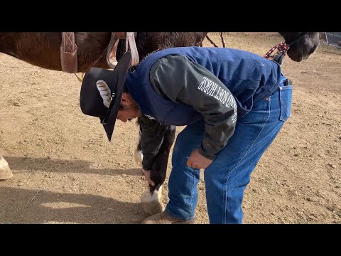 AZHT: Learn to Pick up your Horse's Feet