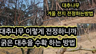 대추나무 겨울 전지 전정 하는방법. #대추나무 이렇게 하니까 굵고 좋은 대추을 수확할 수 있습니다.