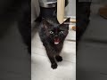 Il mio gatto miagola per il cibo - Gatti divertenti #shorts #gatto #cat