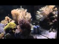 reef tank 100 gallon opticwhite glass overflowbox ...