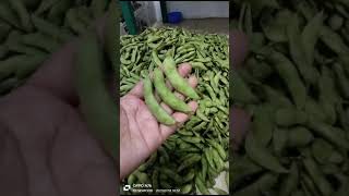 Download lagu Edamame fresh #shorts #shortsvideo sh mp3