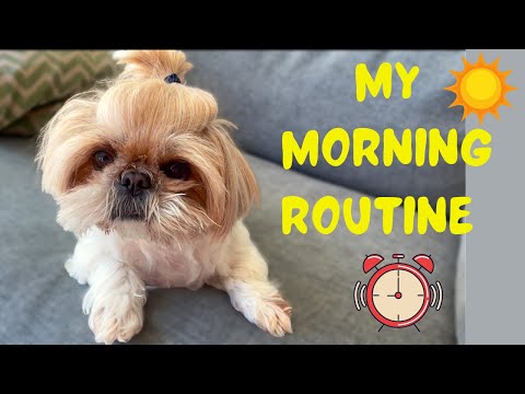 Rutina matutina del linda cachorra shih tzu🌞 | cachorro vlog