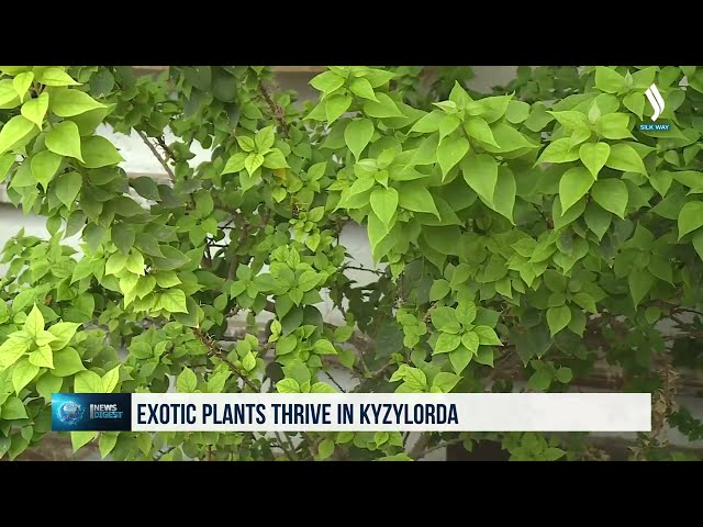 Қазақстанның Қызылорда өңірінде тропикалық гүлдер өсірілуде