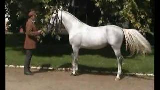 preview picture of video 'Lipizzaner3'