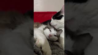 The cutest thing ever 🥰#cute #cat #love #catlife #catlovers #viral #shorts