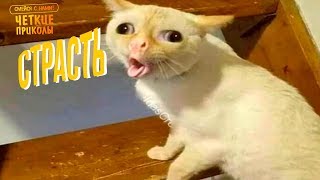 Я РЖАЛ ПОЛЧАСА. Смешные Коты и Собаки. ПРИКОЛЫ С ЖИВОТНЫМИ 2.0