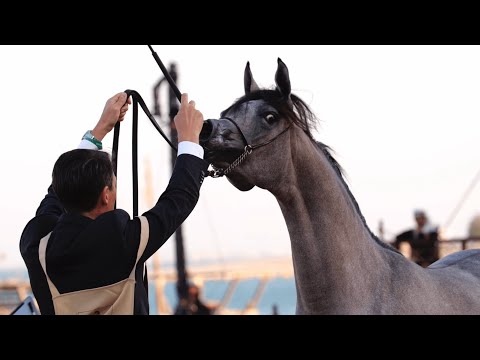 D ASERAH - Yearling Filly Contender, KIAHF 2023 Title Show