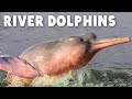 Why Do River Dolphins Look Like That
