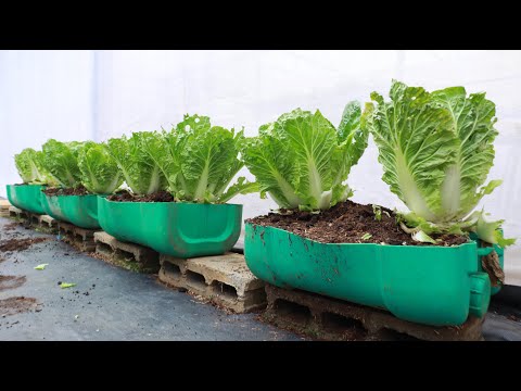 [No garden] Grow napa cabbage at home from mass recycled plastic containers