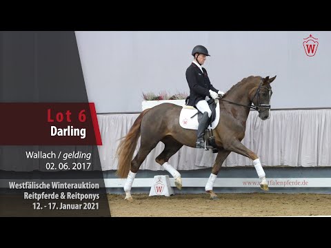 Winterauktion Reitpferde & Reitponys  Lot 6 Darling Wallach v. Dankeschön - Florestan I
