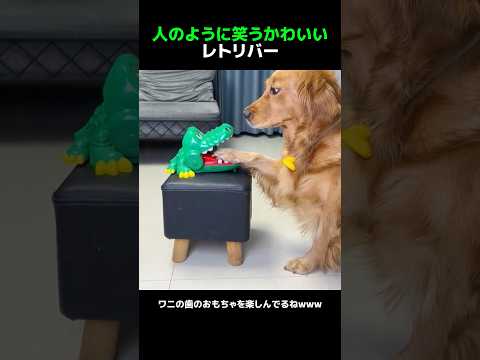 人のように笑うかわいいレトリバー