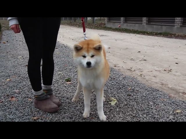 Akita Inu puppy for sale