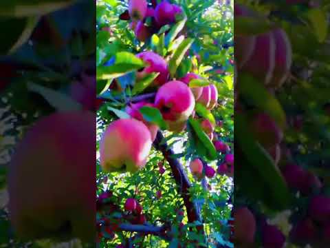 Kashmiri Apple ko sab pahchano Dilshan apple ❤️❤️🥰🍎🍎🍎🍎🍎🍎🍎🍎🍎🍎🍎🍎🍎🍎