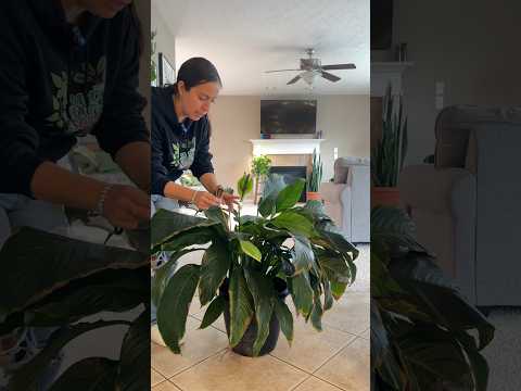What in the world are you doing peace lily? #plantcare #plantlovers #peacelily