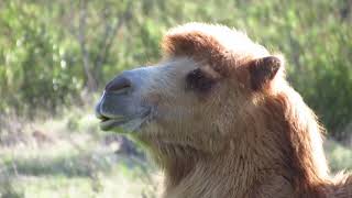Contemplative Camels at Fear-No-More Zoo