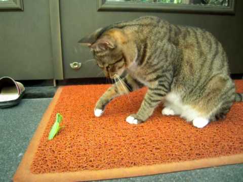 貓咪 大戰 小螳螂 