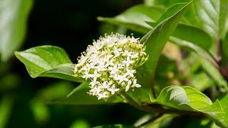 Cornus sericea - red-osier dogwood.