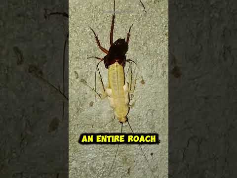 Stop Smashing Roaches: The Easy Way to Get Rid of Cockroaches Fast